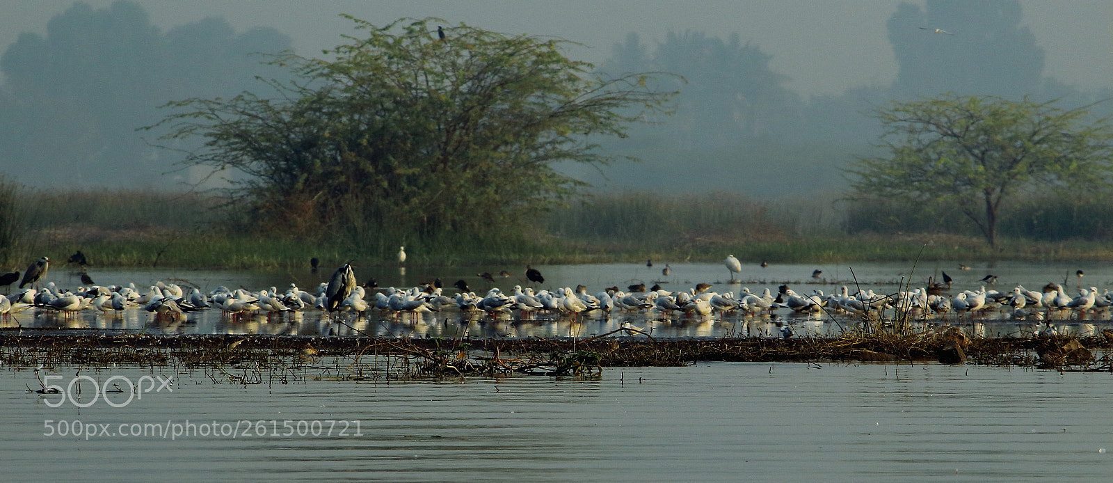 Canon EF-S 55-250mm F4-5.6 IS II sample photo. Lets all chill photography