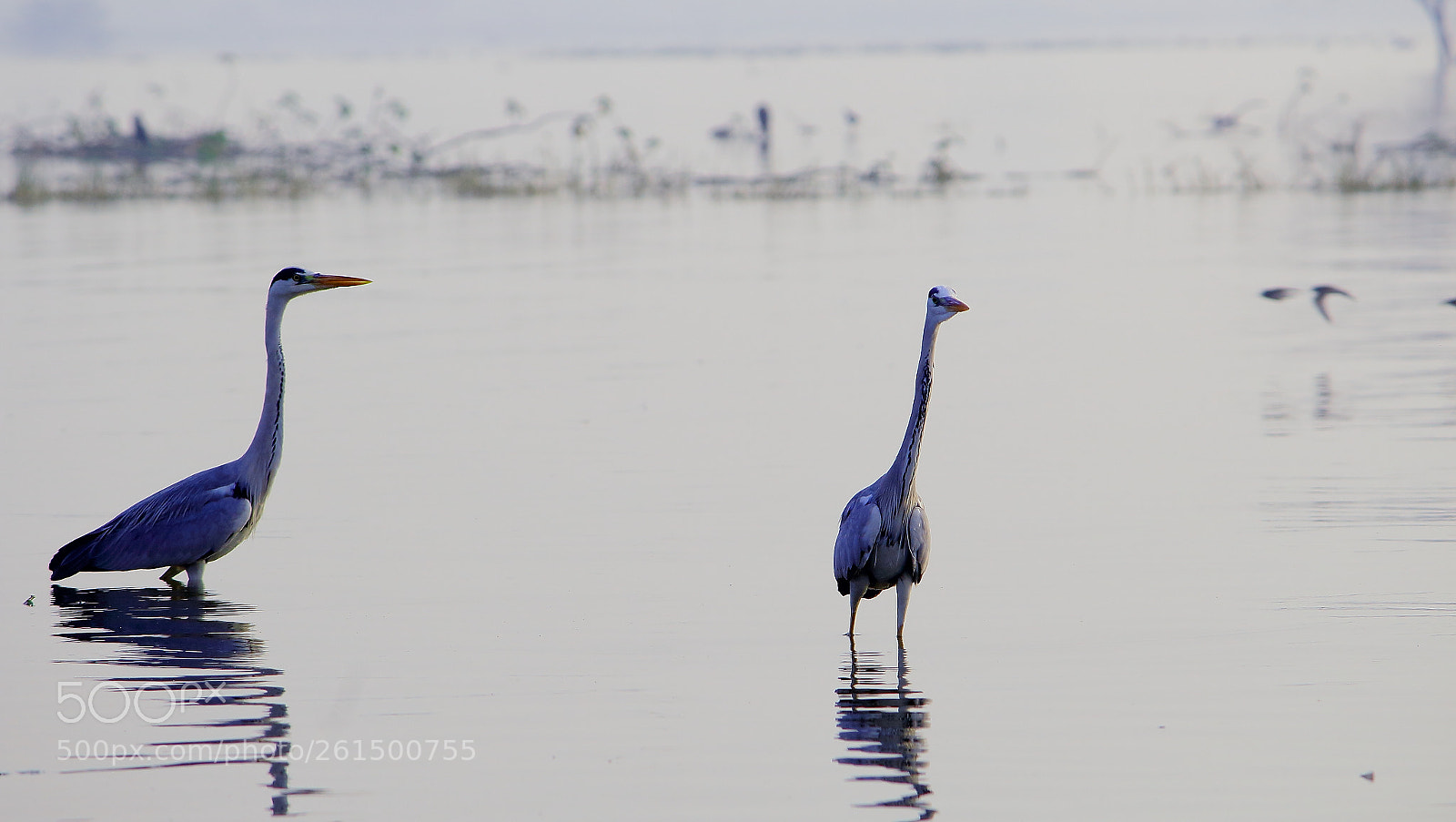Canon EF-S 55-250mm F4-5.6 IS II sample photo. Lets take a walk photography