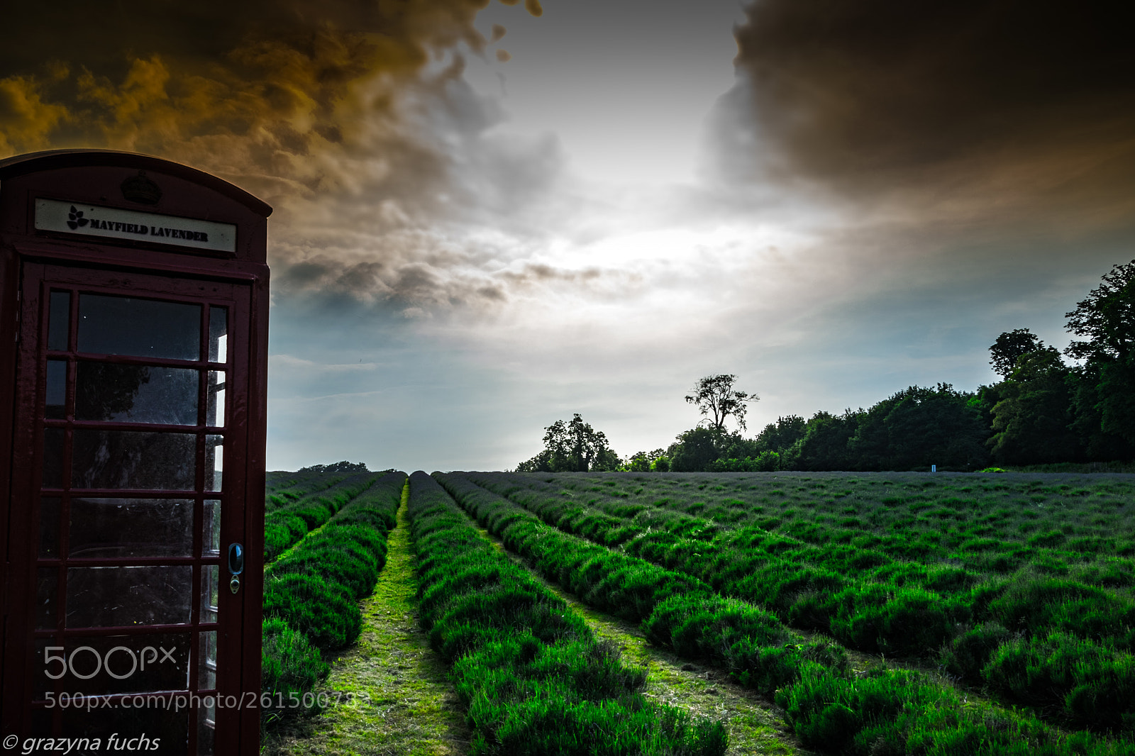 Nikon D3300 sample photo. Lavender folk spray up photography