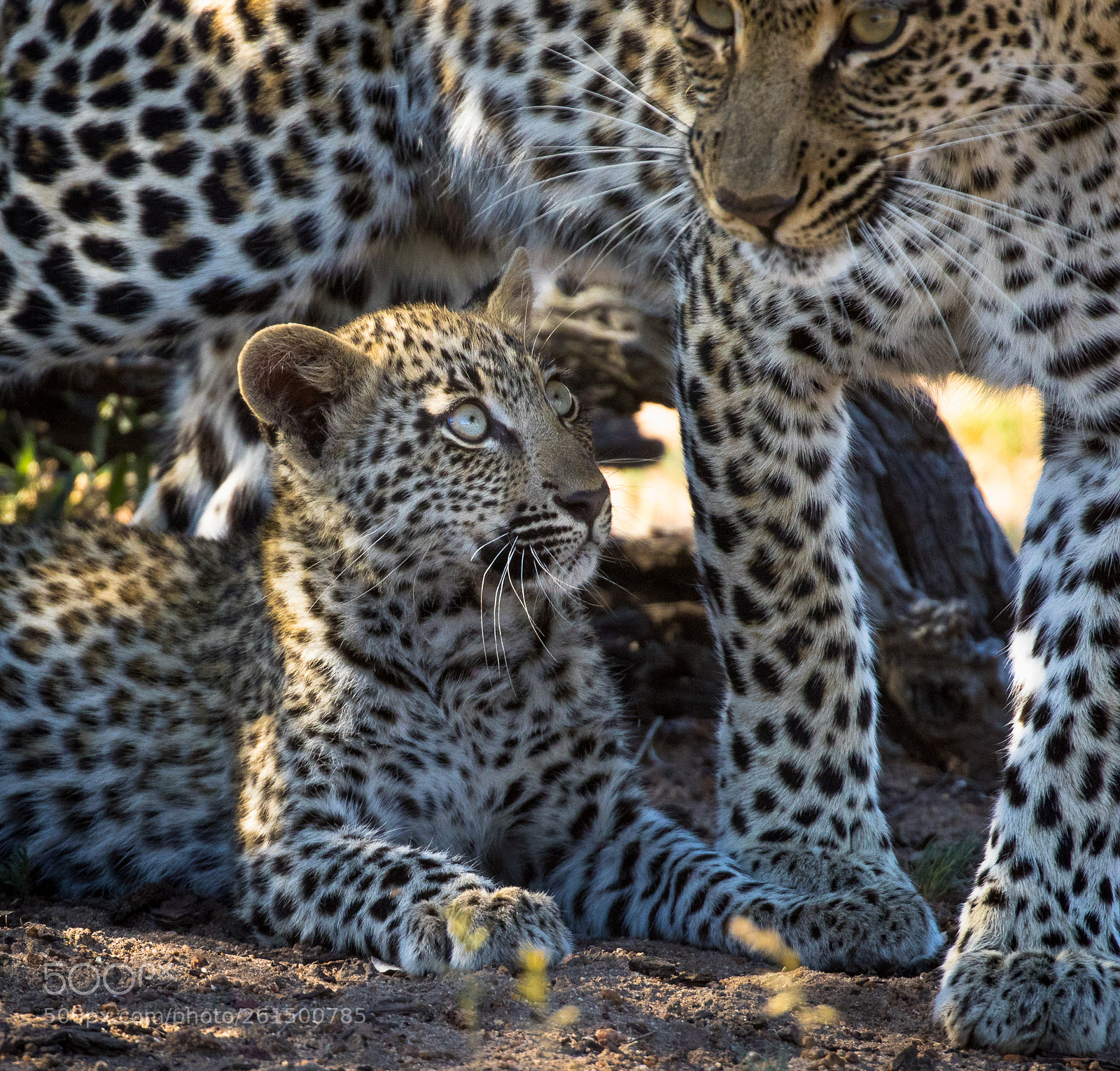 Canon EOS 7D Mark II sample photo. Leopard cub photography
