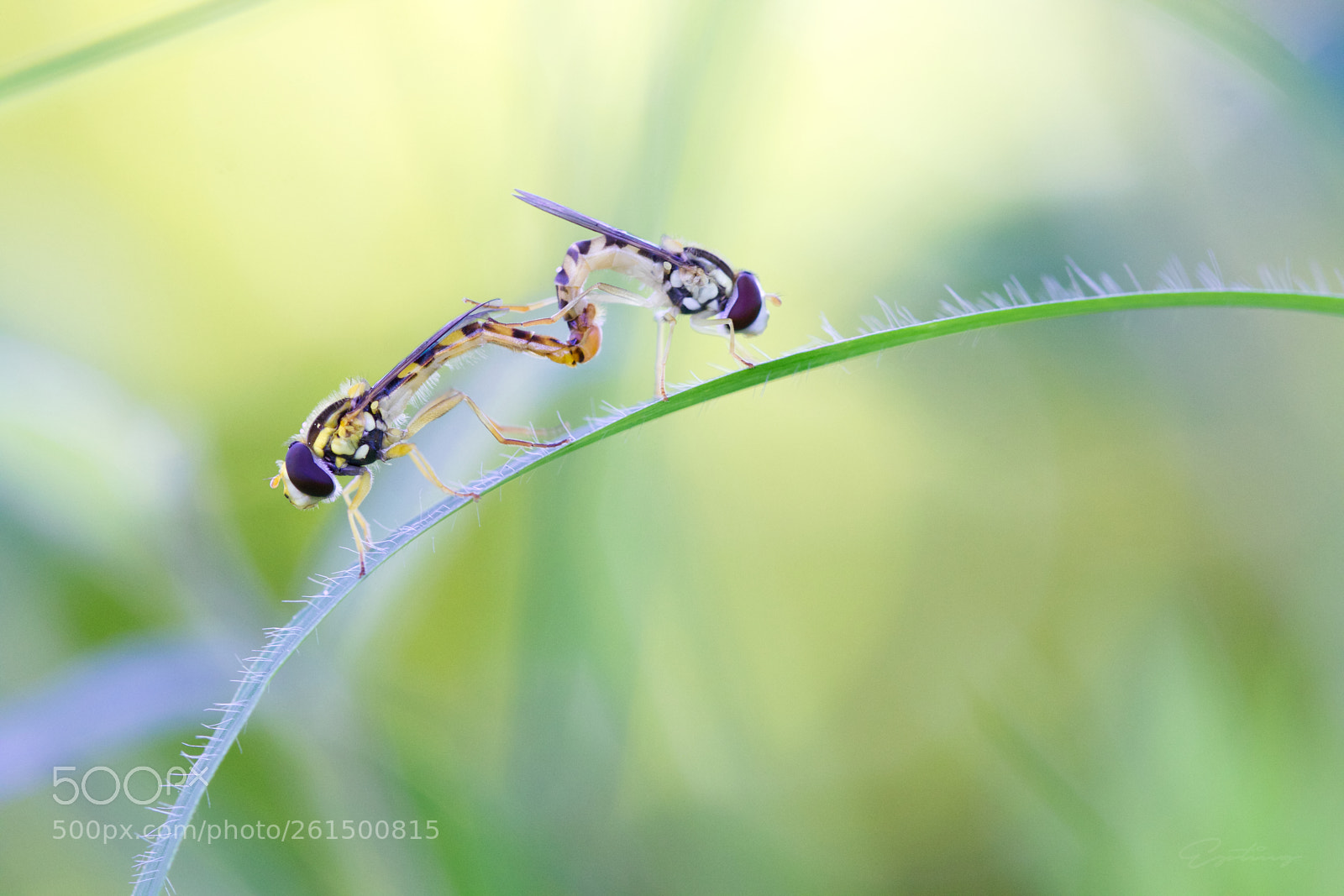 Canon EOS 70D sample photo. Love ... photography