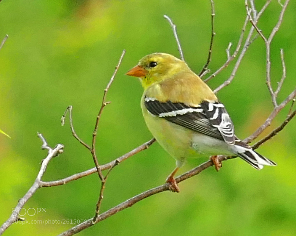 Panasonic Lumix DMC-FZ1000 sample photo. Yellow finch photography