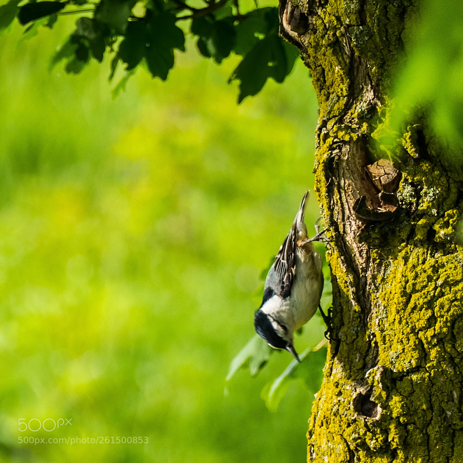 Panasonic Lumix DMC-FZ1000 sample photo. Blue jay photography
