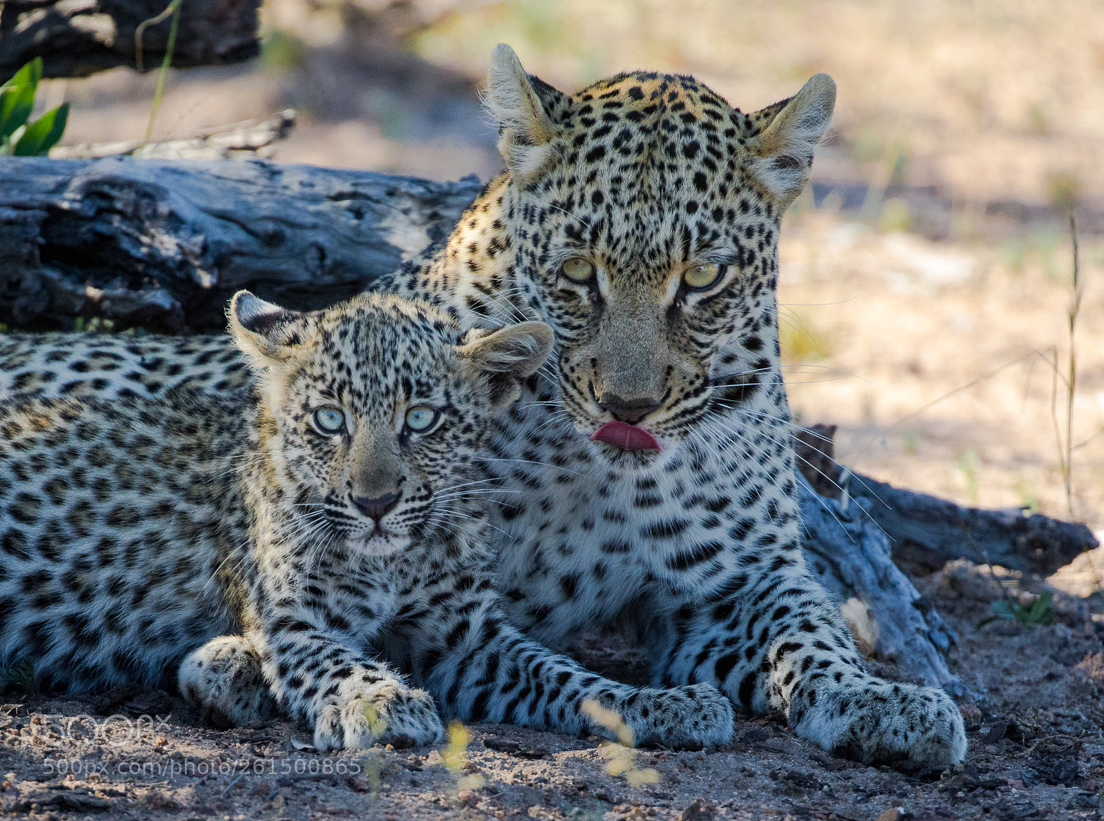 Canon EOS 7D Mark II sample photo. Newborn cub photography