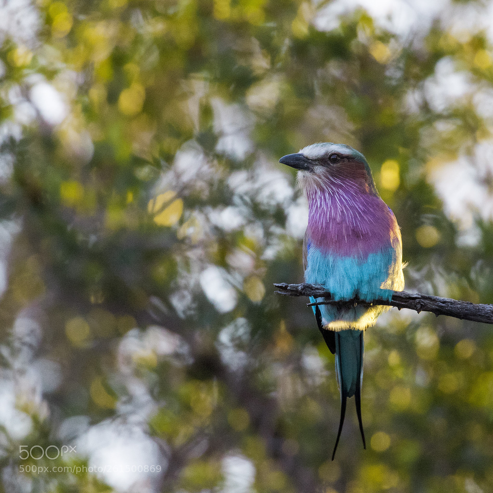 Canon EOS 7D Mark II sample photo. Sa photography