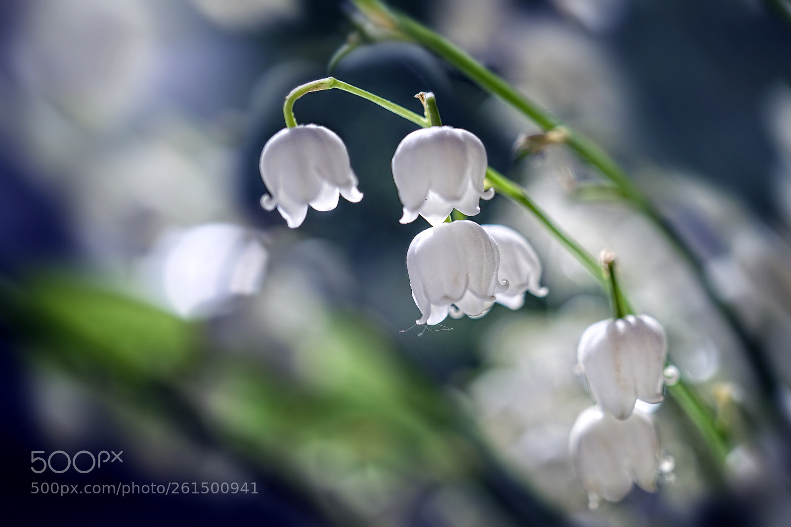 Sony a6300 sample photo. Lily-of-the-valley photography