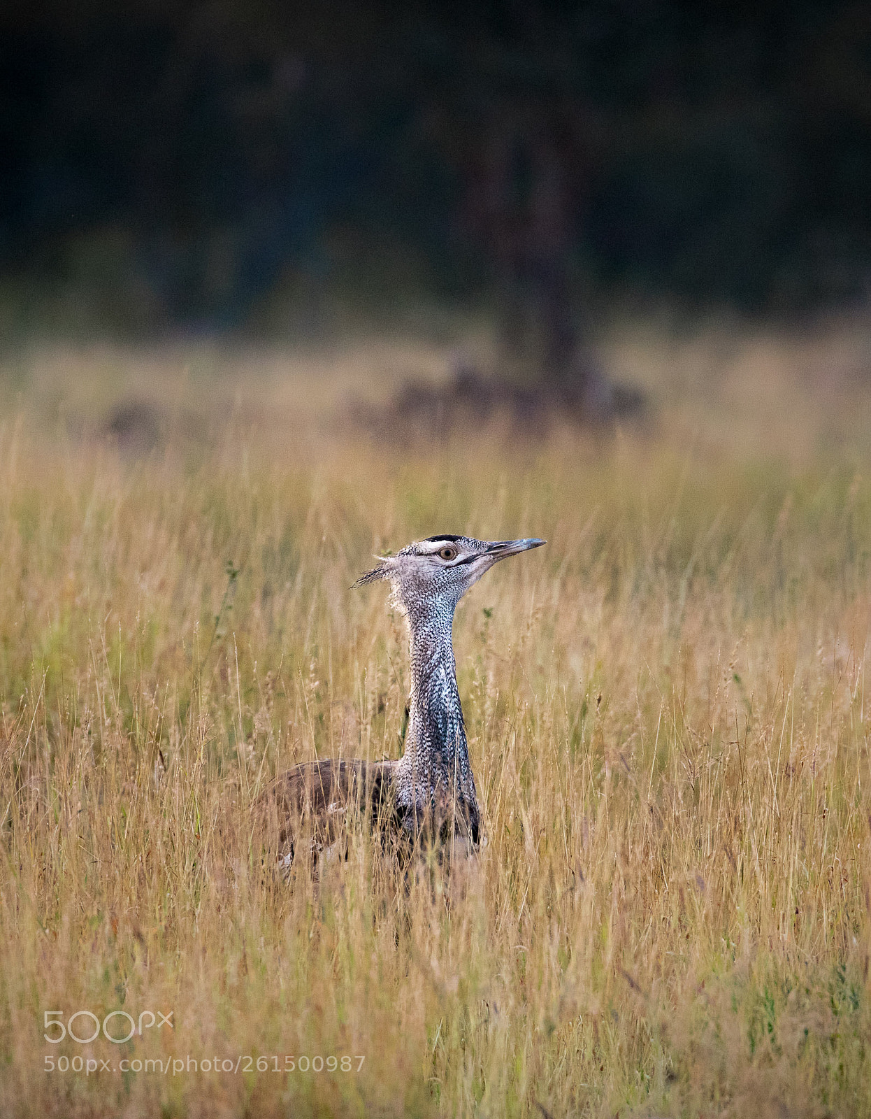 Canon EOS 7D Mark II sample photo. Sa photography