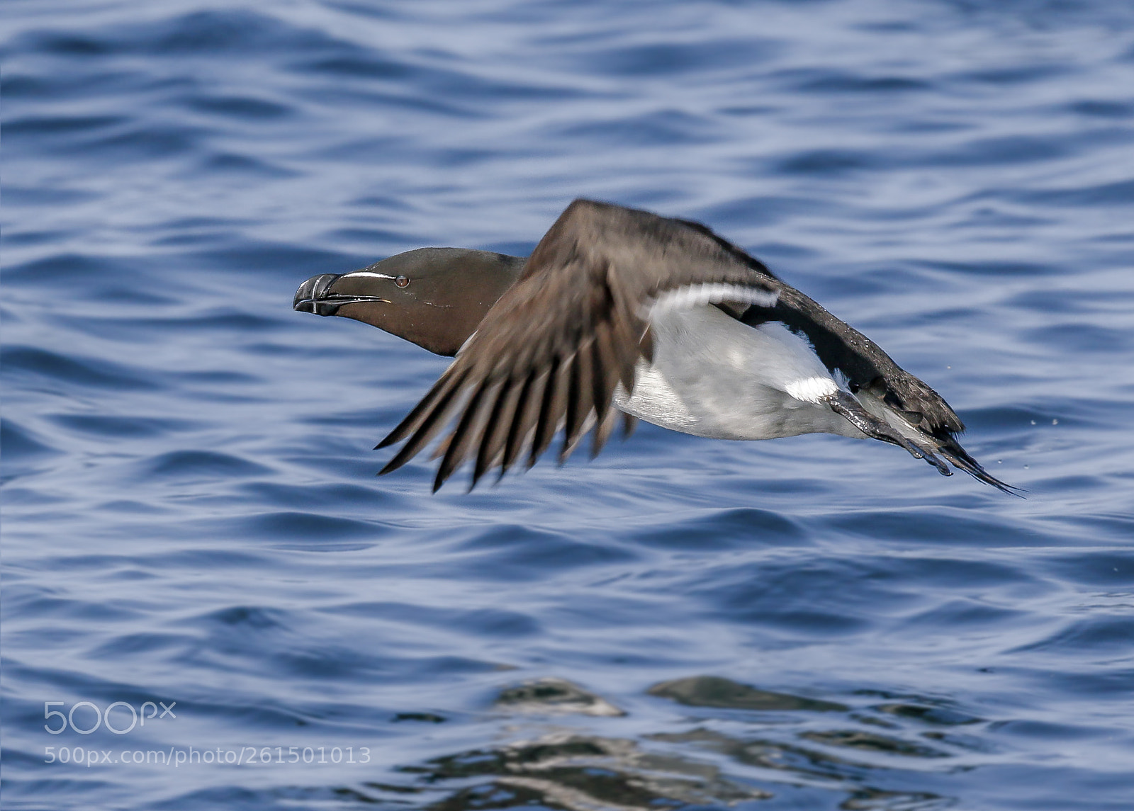 Canon EOS 7D Mark II sample photo. Razorbill photography