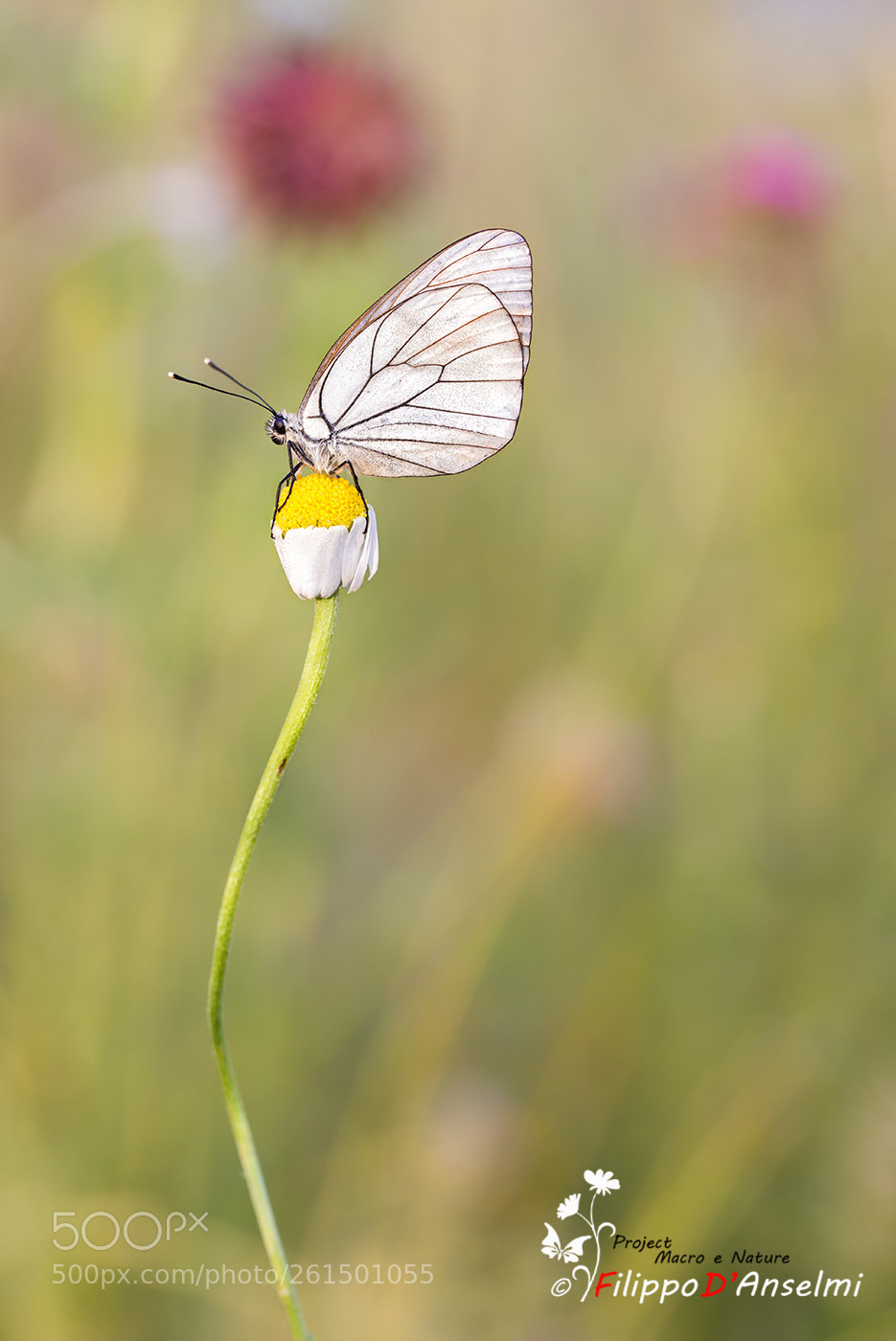 Nikon D610 sample photo. Butterfly. . photography