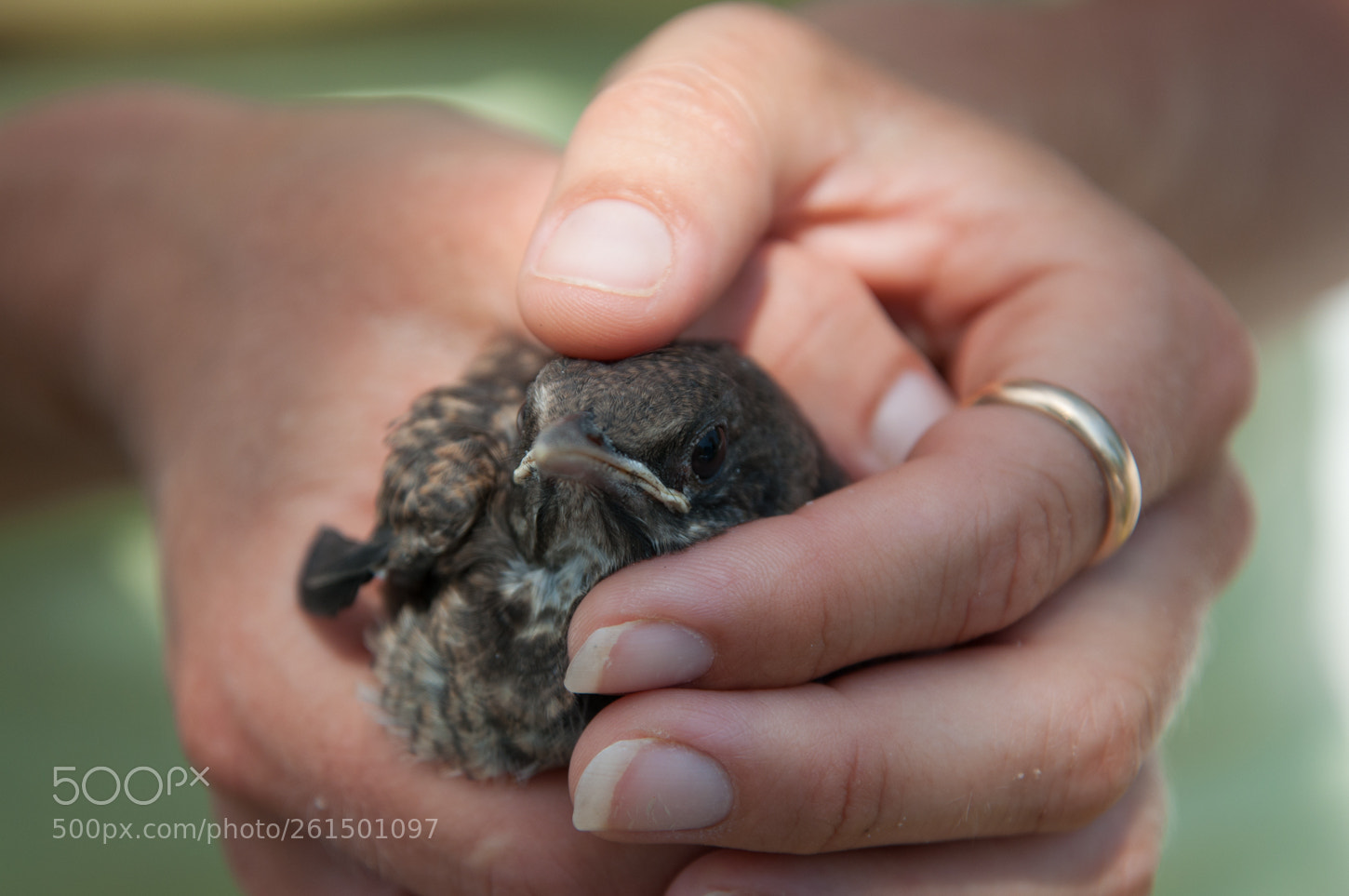 Nikon D90 sample photo. Save bird photography