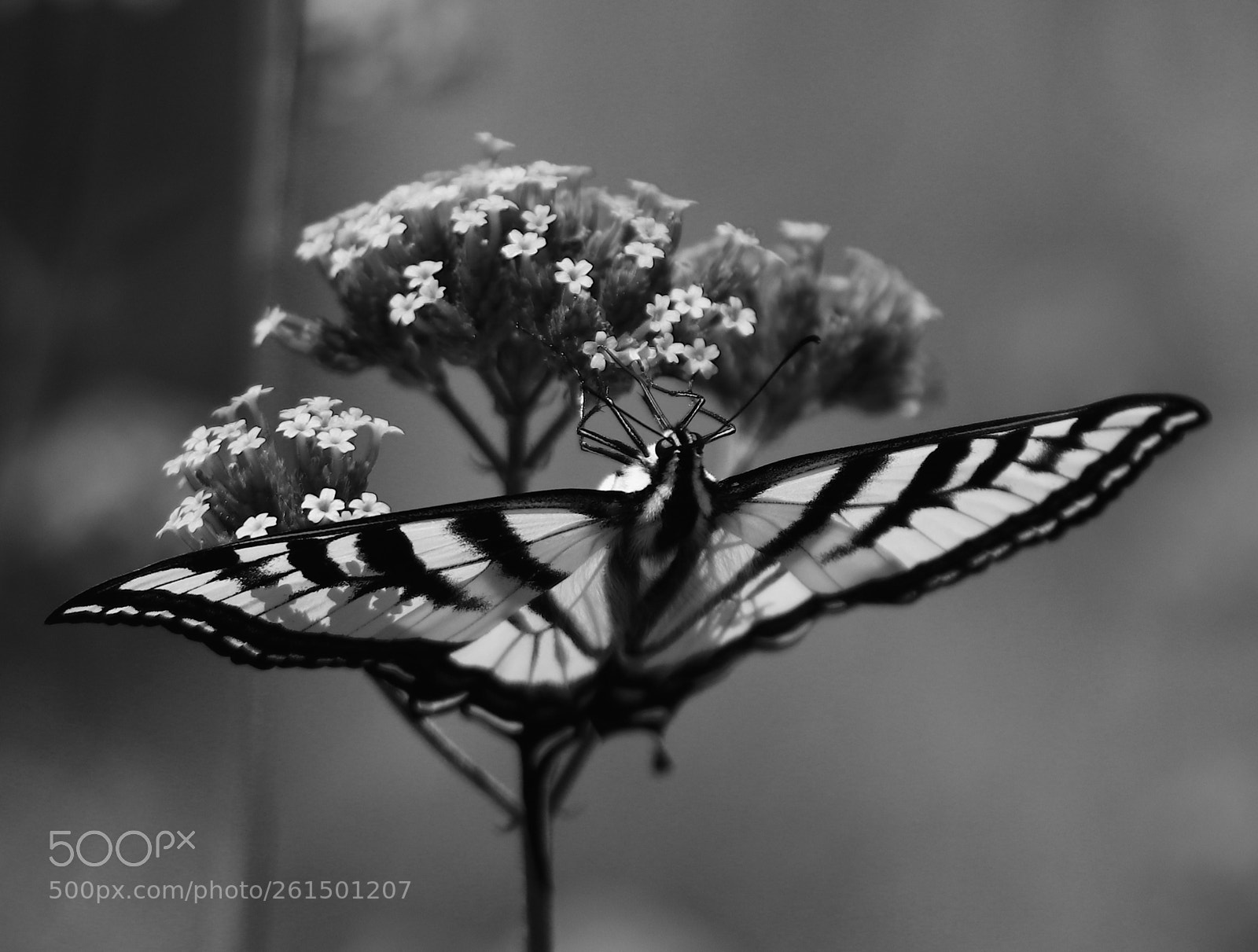 Canon EOS 80D sample photo. Swallowtail in black and photography