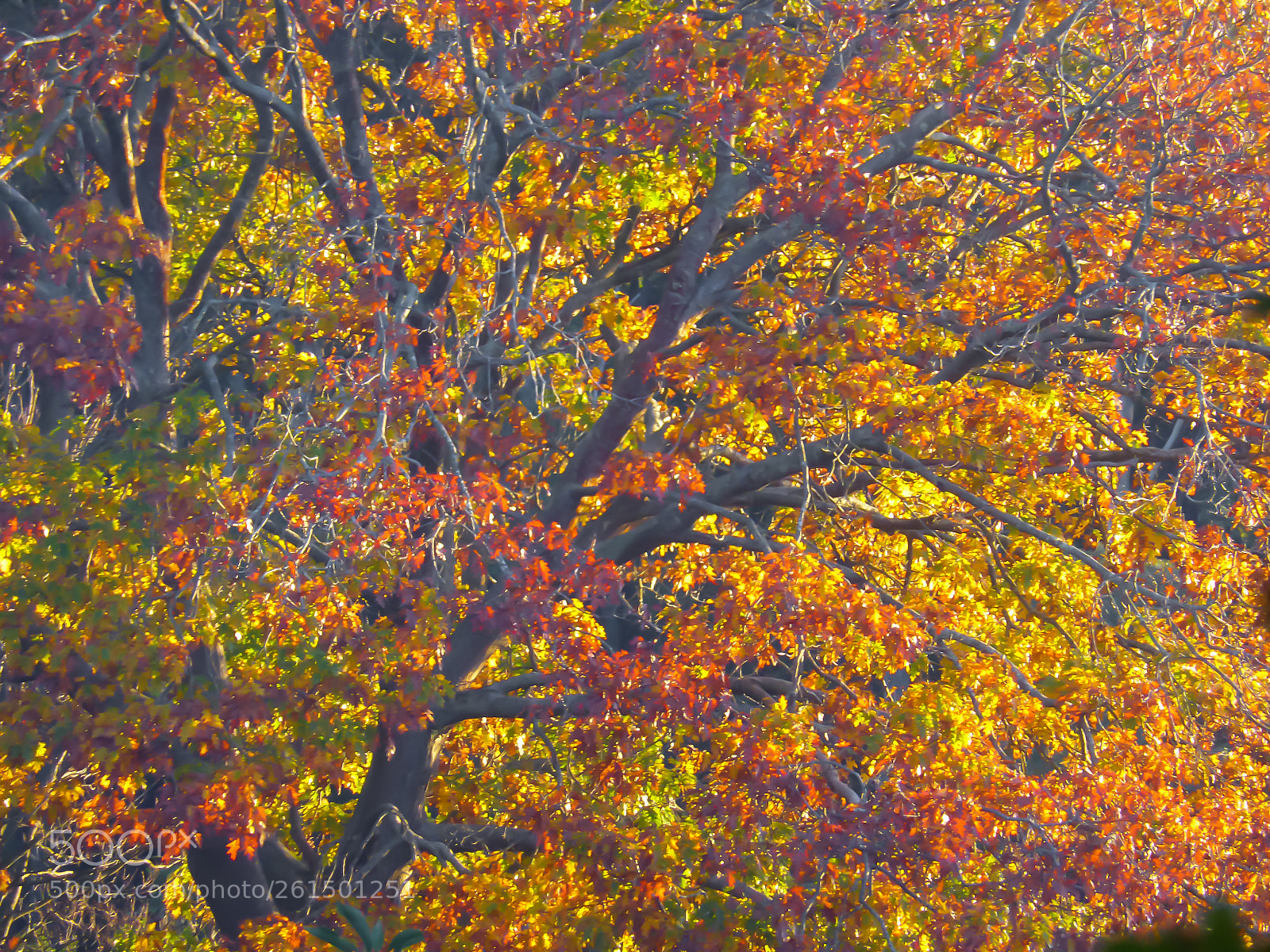 Panasonic Lumix DMC-ZS30 (Lumix DMC-TZ40) sample photo. Autumn show 6 photography