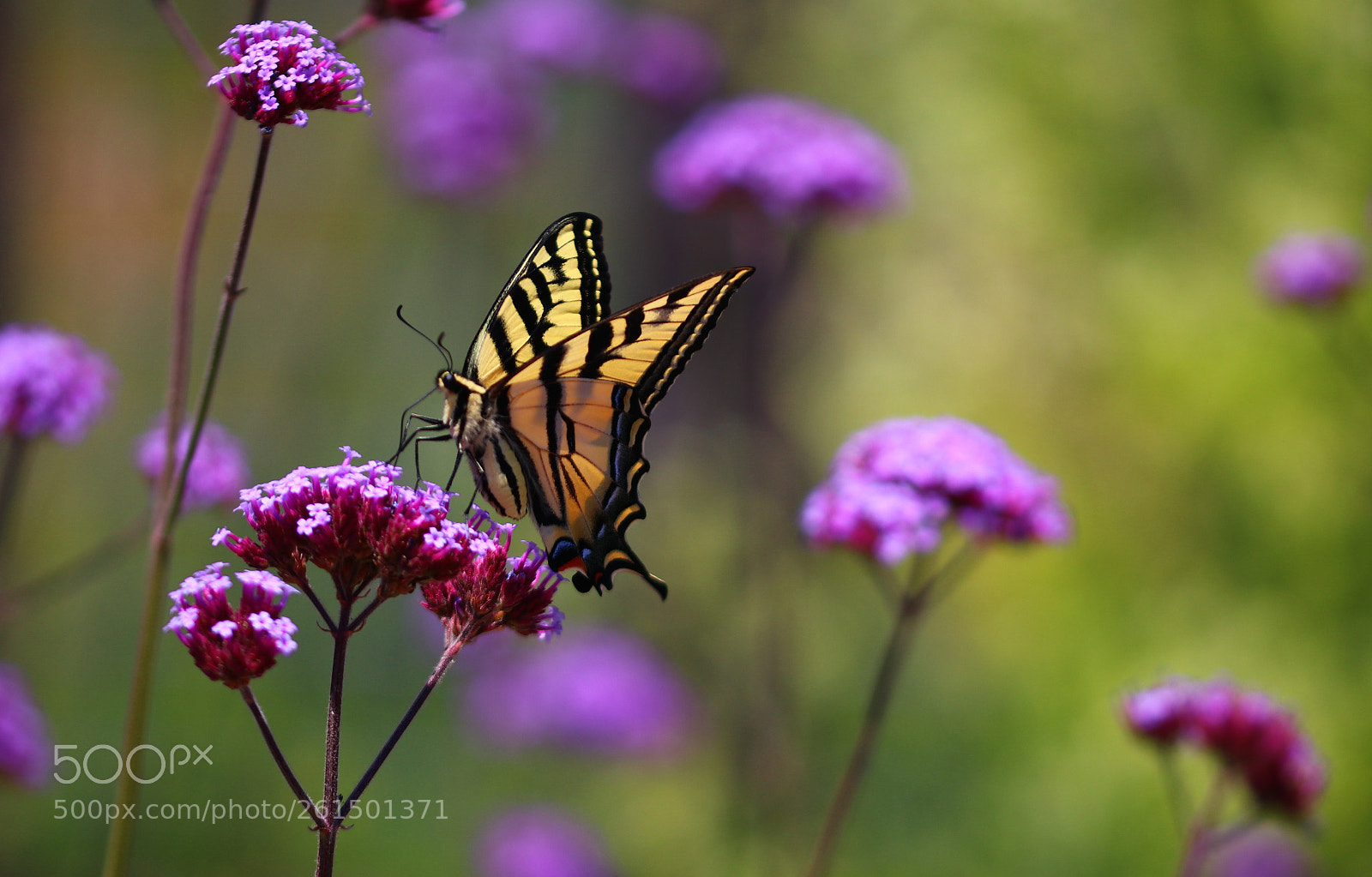 Canon EOS 80D sample photo. Swallowtail butterfly in the photography