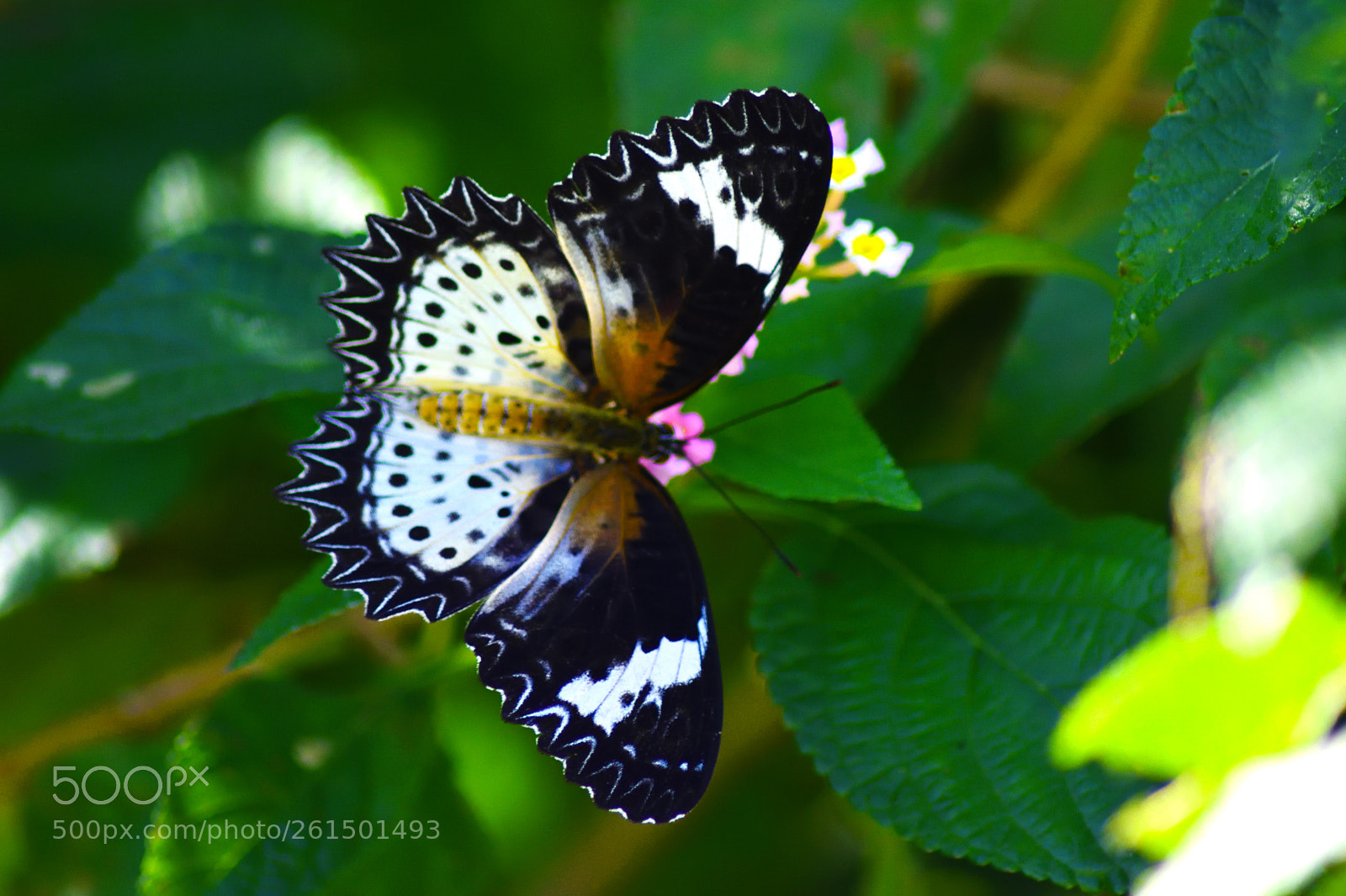 Nikon D7200 sample photo. Leopard lacewing photography