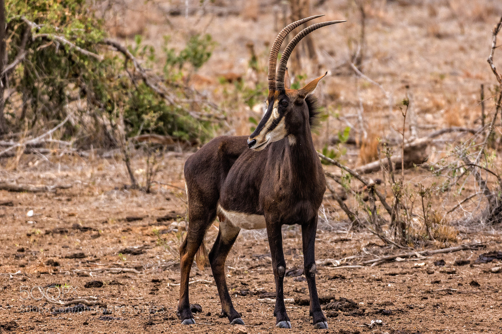 Canon EOS 7D Mark II sample photo. Sable antelope photography