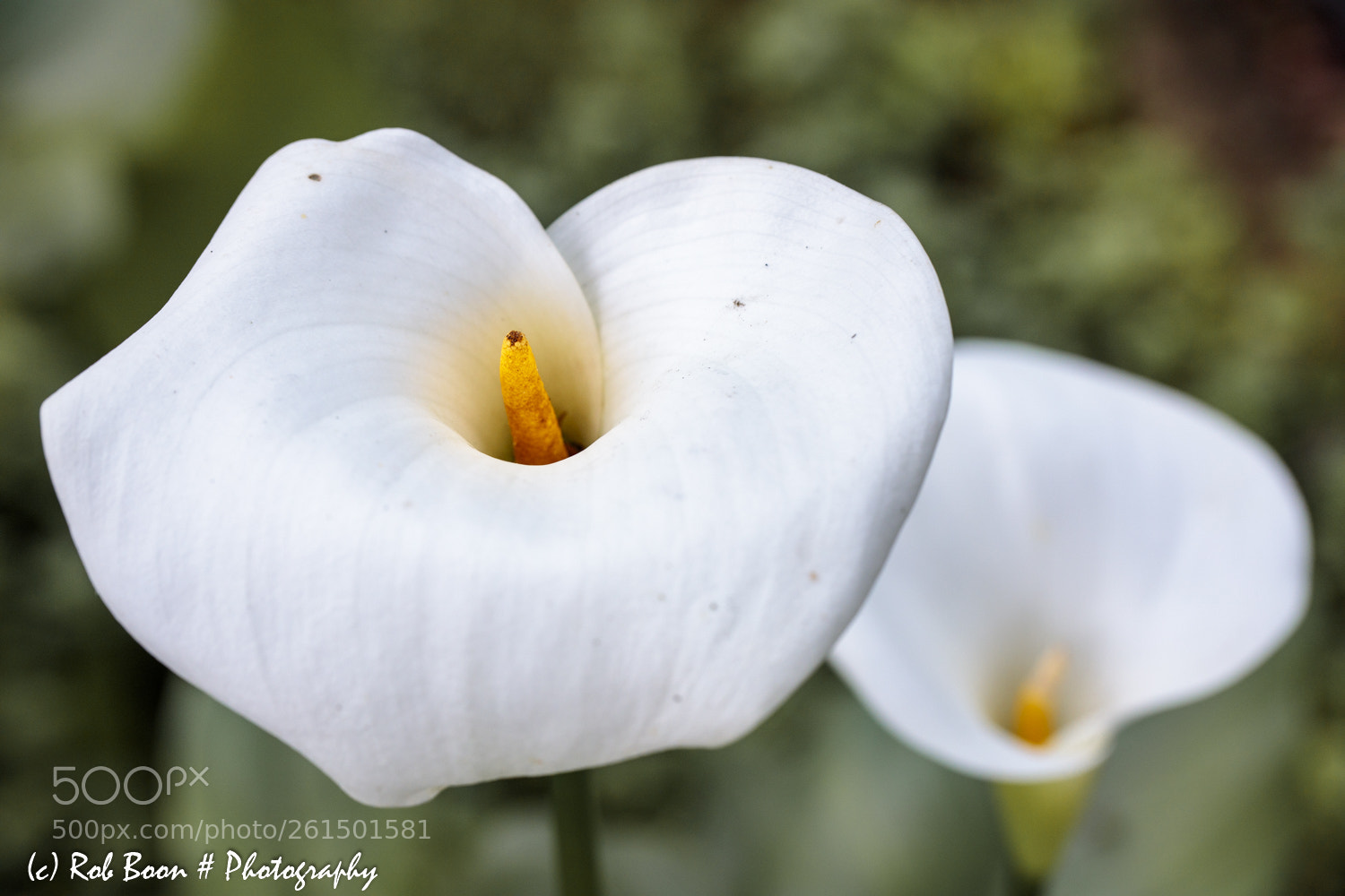 Canon EOS 5DS sample photo. Arondskelk photography