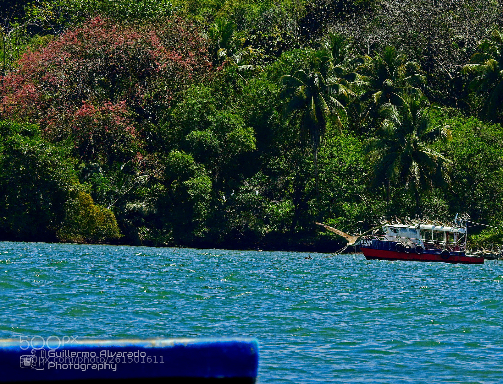 Nikon Coolpix P900 sample photo. Jungle and sea photography