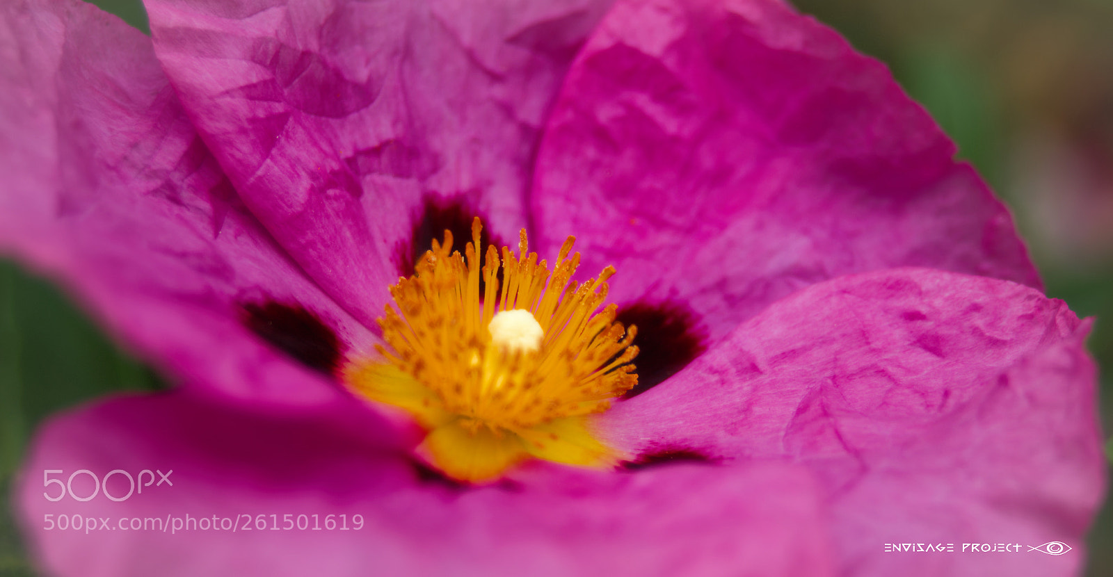 Sony a7R sample photo. Parchment paper flower photography
