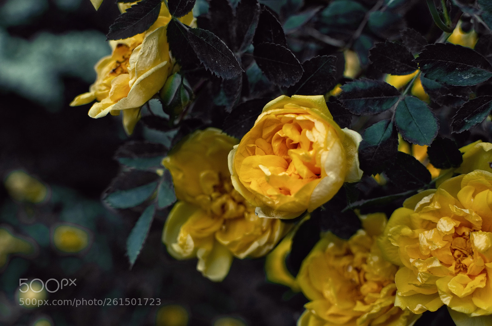 Nikon D5100 sample photo. Classic yellow photography