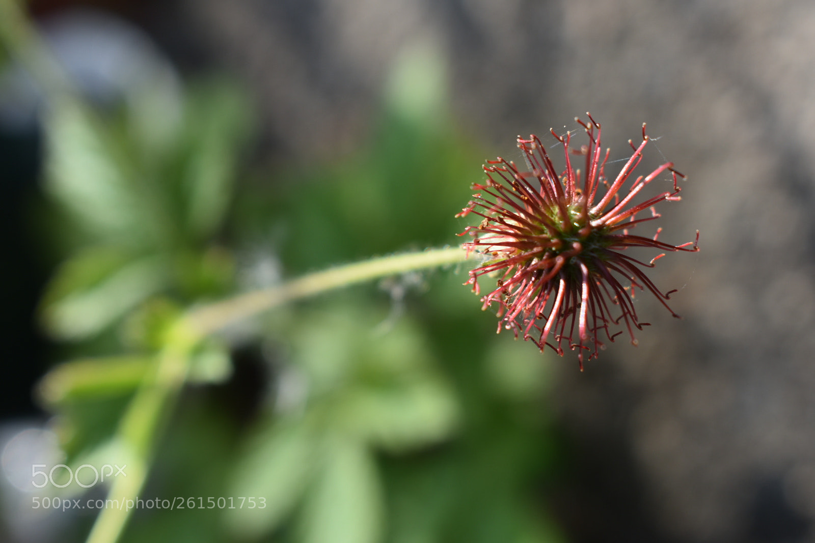 Nikon D3400 sample photo. Prickly photography