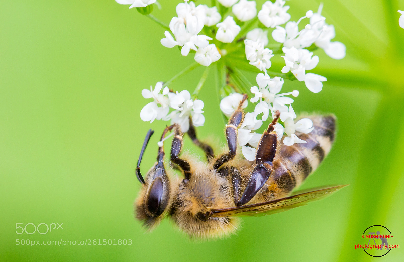 Canon EOS 700D (EOS Rebel T5i / EOS Kiss X7i) sample photo. Biene/ bee photography