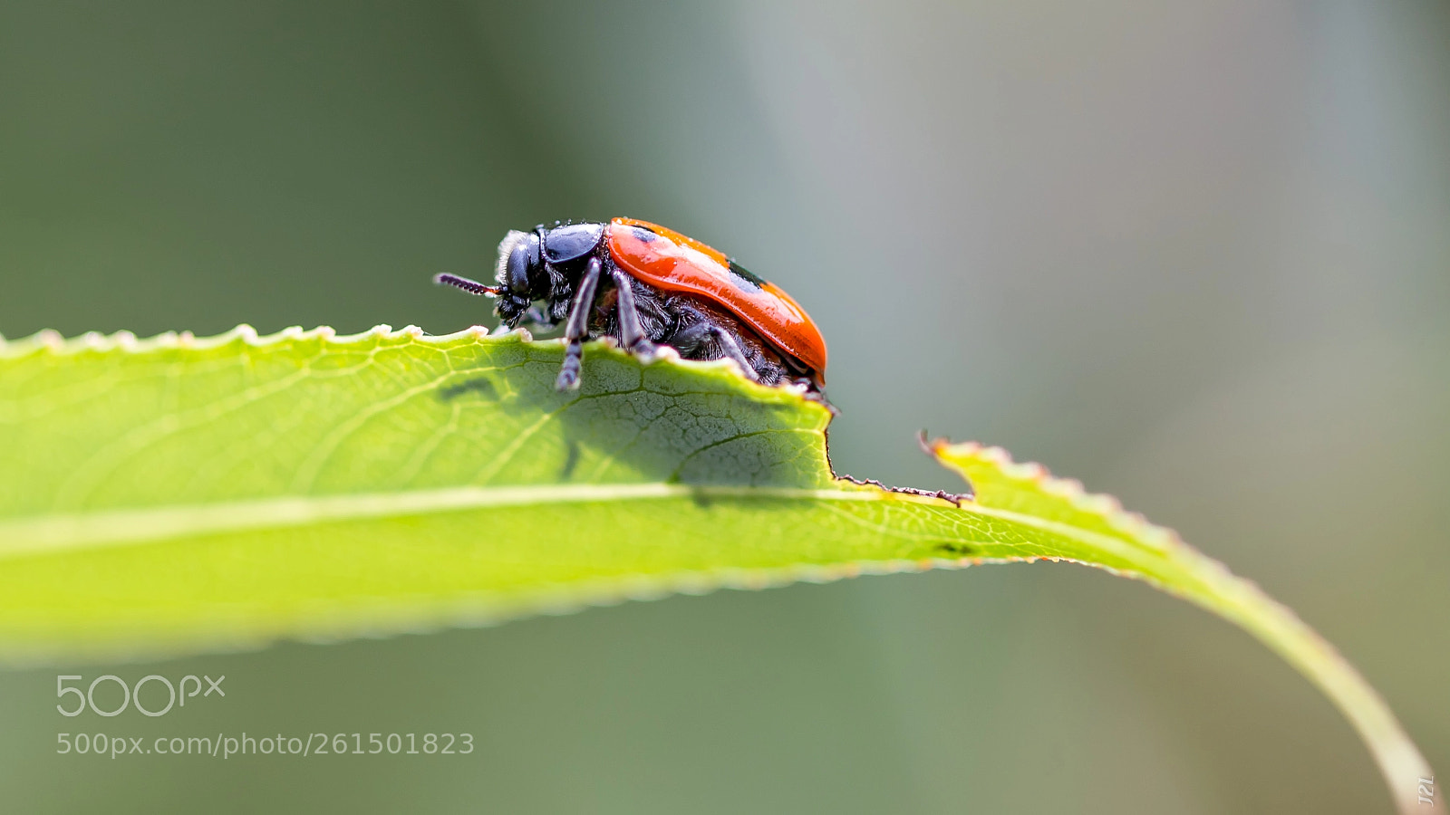 Canon EOS 70D sample photo. Animaux - clytre des photography