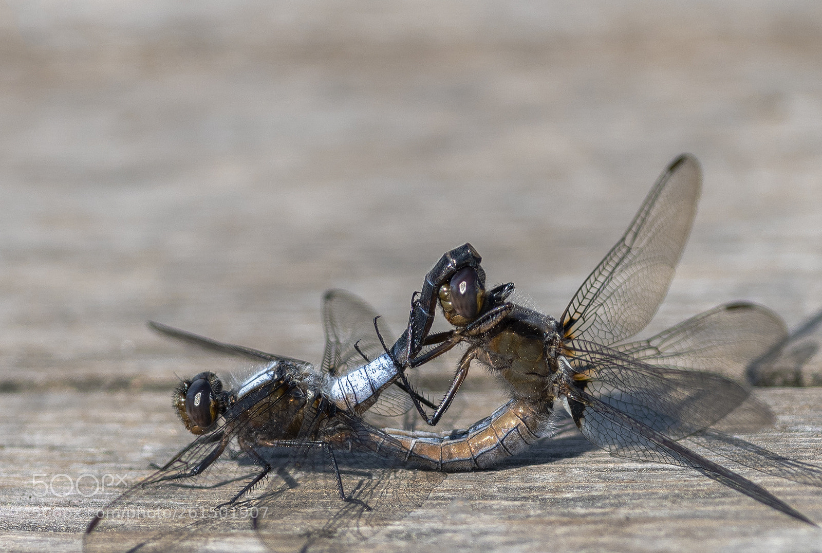 Nikon D850 sample photo. Dragonfly photography