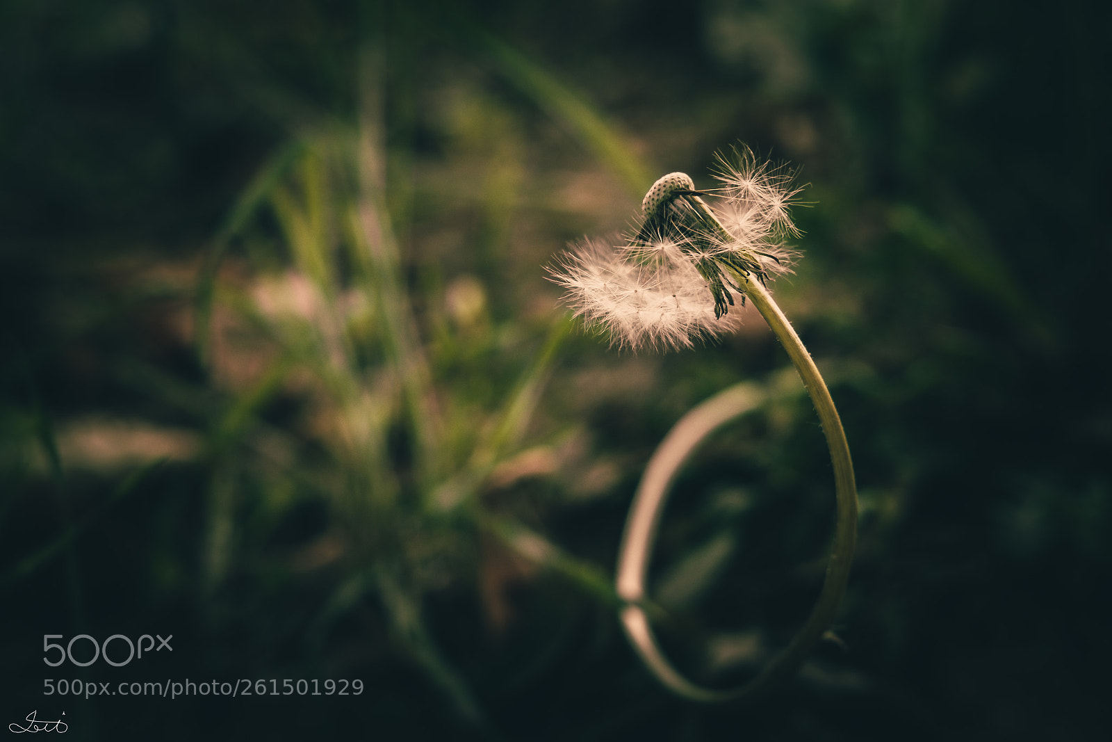 Fujifilm X-T20 sample photo. Curved dandelion photography