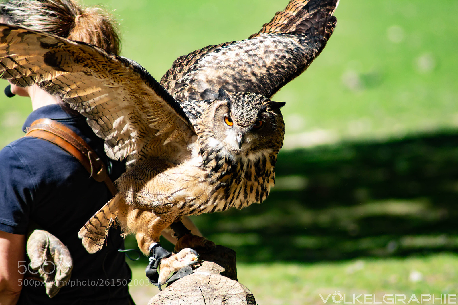 Canon EOS 700D (EOS Rebel T5i / EOS Kiss X7i) sample photo. Eagle owl photography