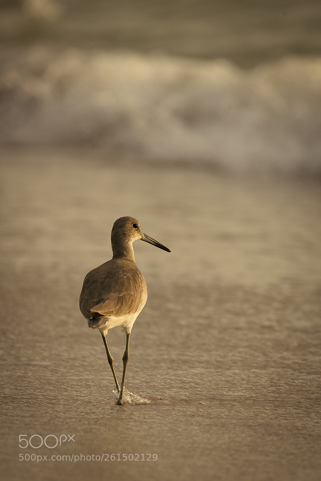 Canon EOS-1D X sample photo. Morning beach stroll photography