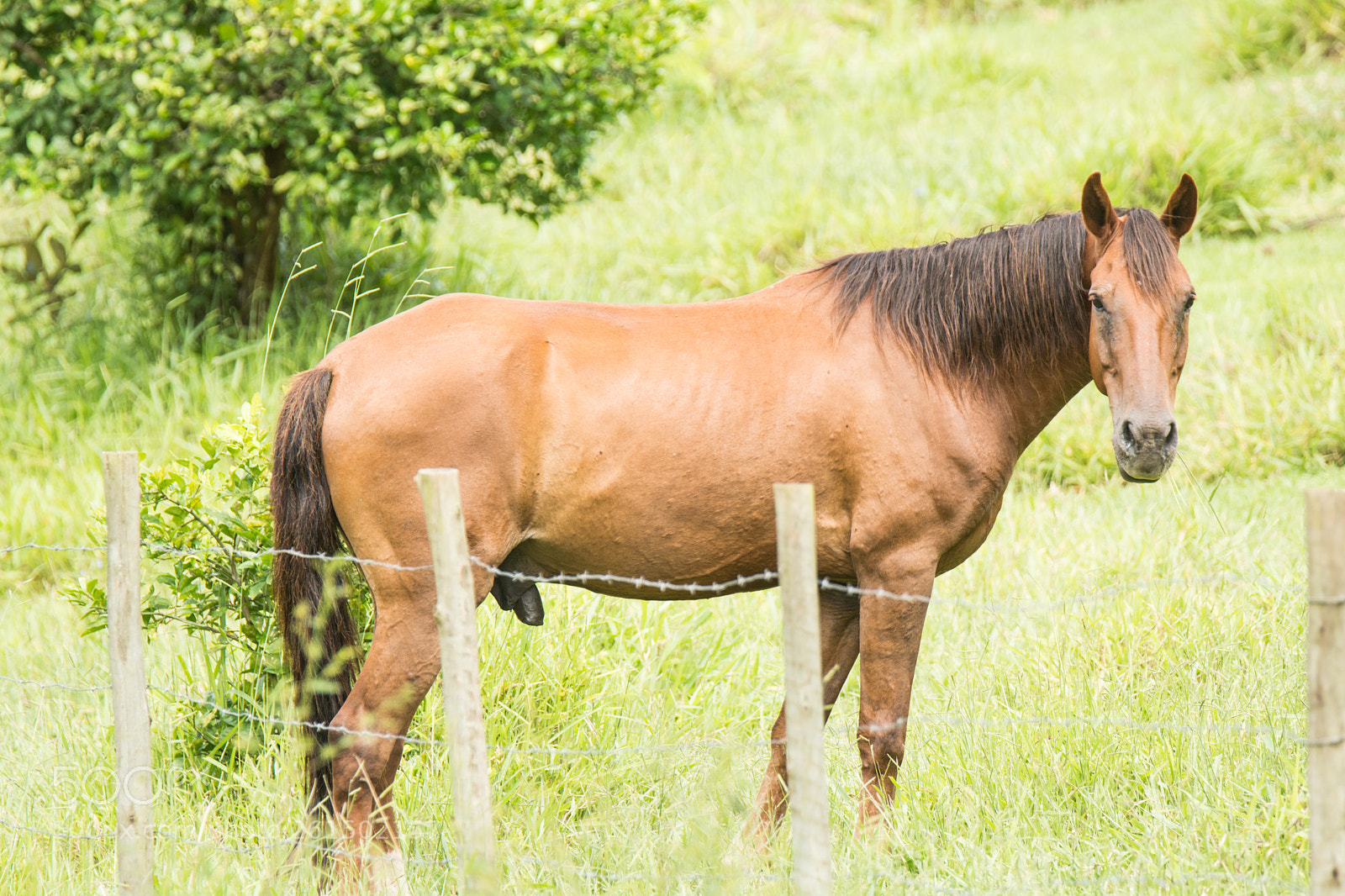 Nikon D5200 sample photo. Horse photography