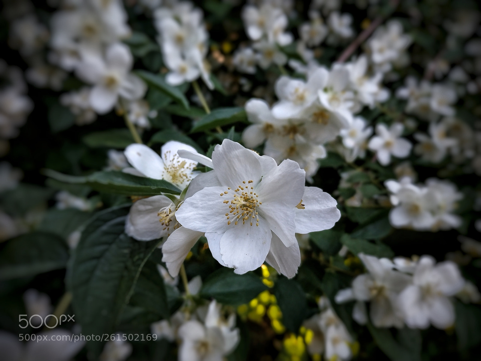 Xiaomi Redmi Note 5 sample photo. Untitled photography