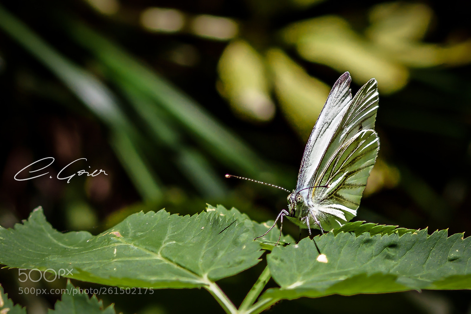 Canon EOS 77D (EOS 9000D / EOS 770D) sample photo. A special moment photography