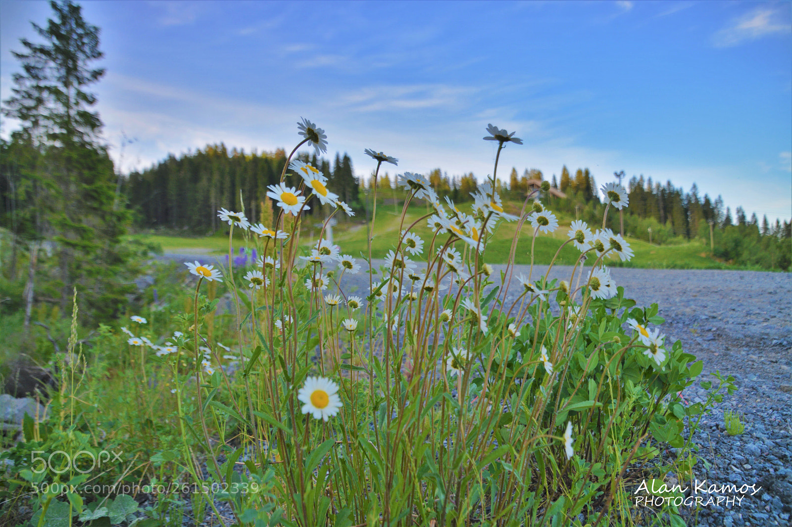 Nikon D5200 sample photo. Untitled photography
