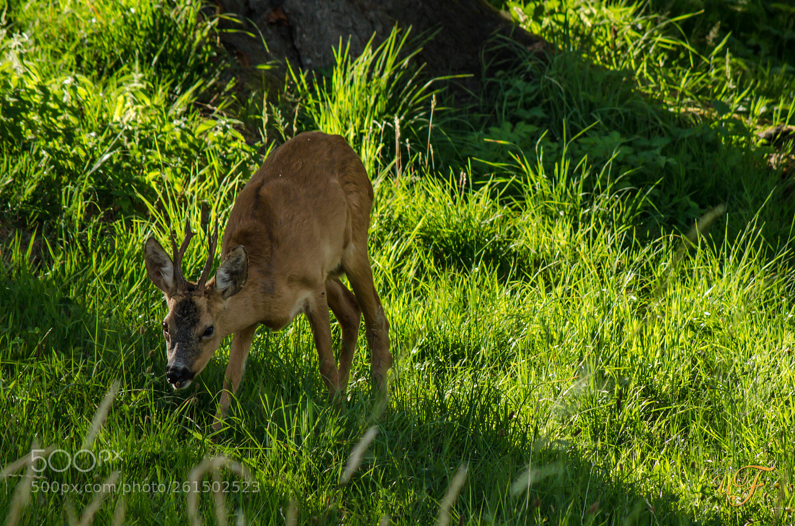 Nikon D5100 sample photo. Rehbock ! (roebuck) photography