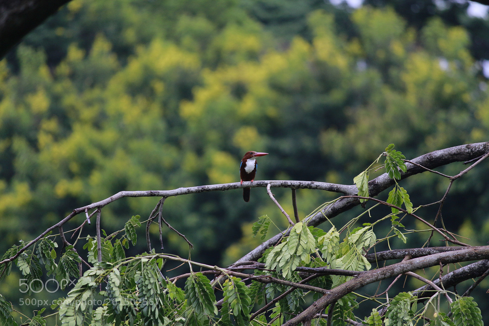 Canon EF-S 55-250mm F4-5.6 IS II sample photo. Untitled photography
