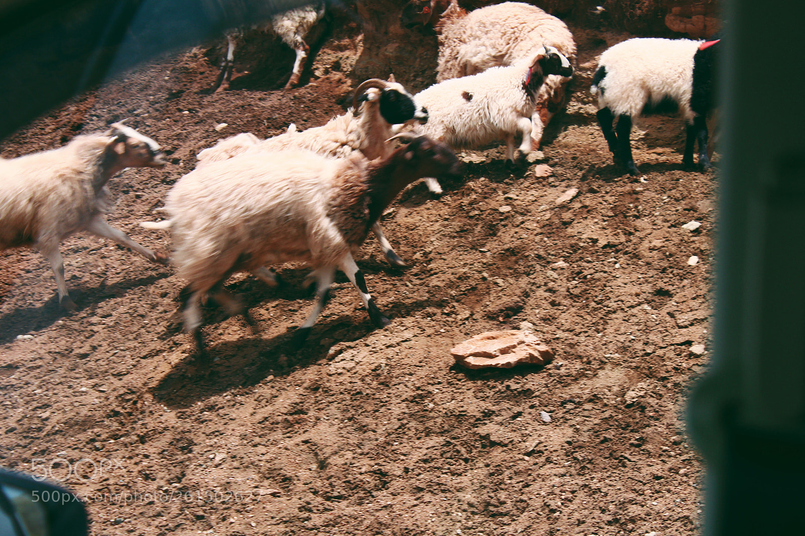 Canon EOS 600D (Rebel EOS T3i / EOS Kiss X5) sample photo. Sheep photography