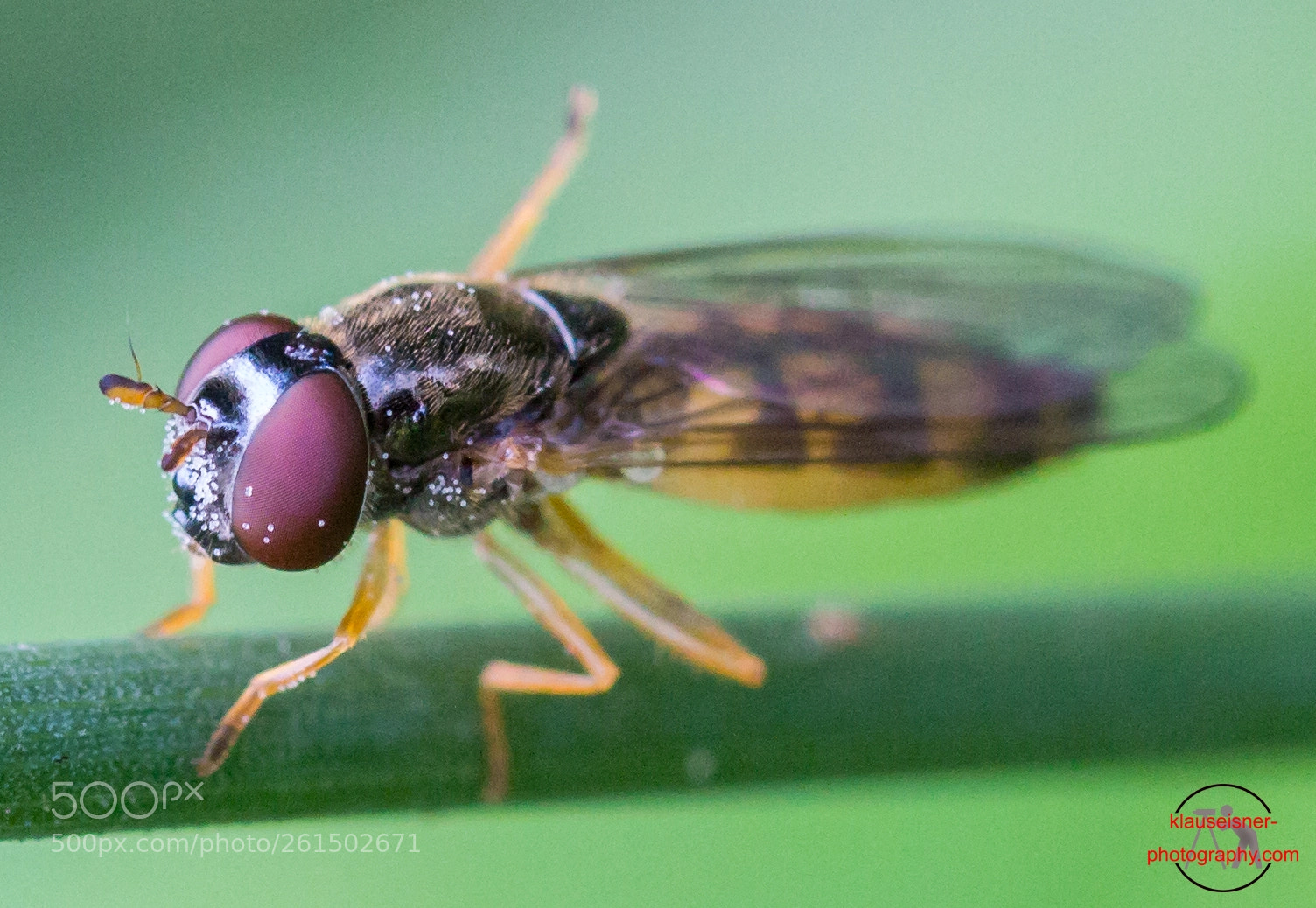 Canon EOS 700D (EOS Rebel T5i / EOS Kiss X7i) sample photo. Schwebefliege/ hoverfly photography