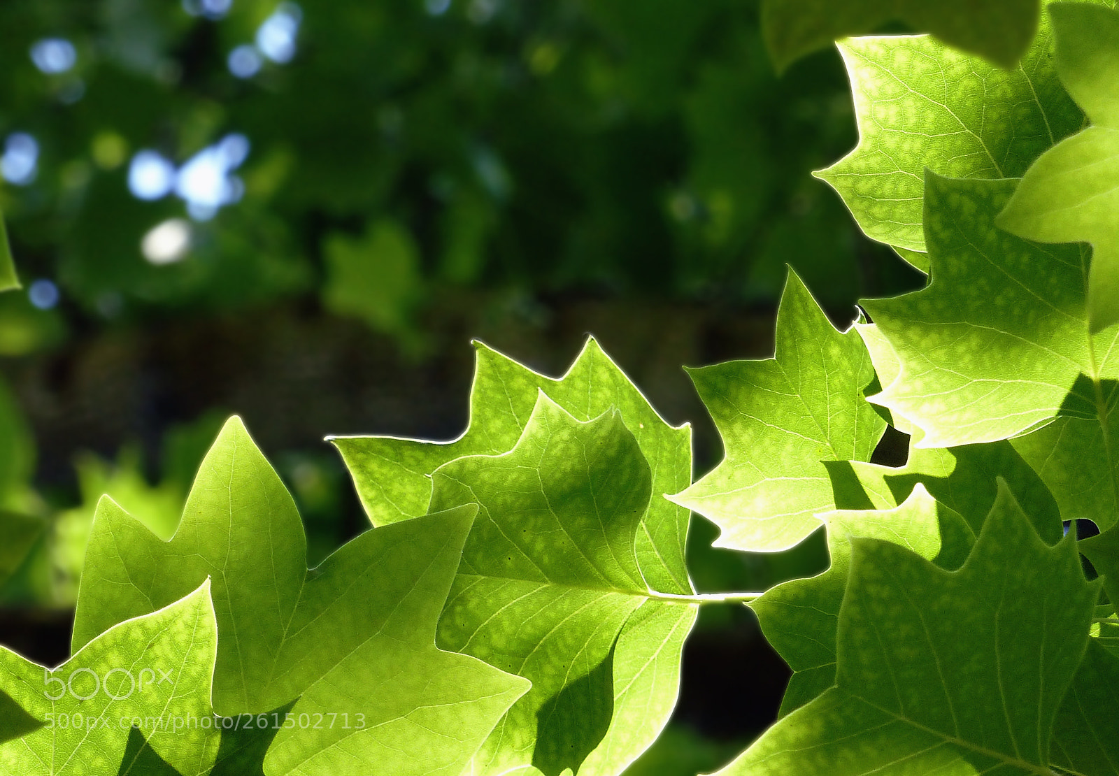 Panasonic Lumix DMC-FZ200 sample photo. Sun playing in tree photography