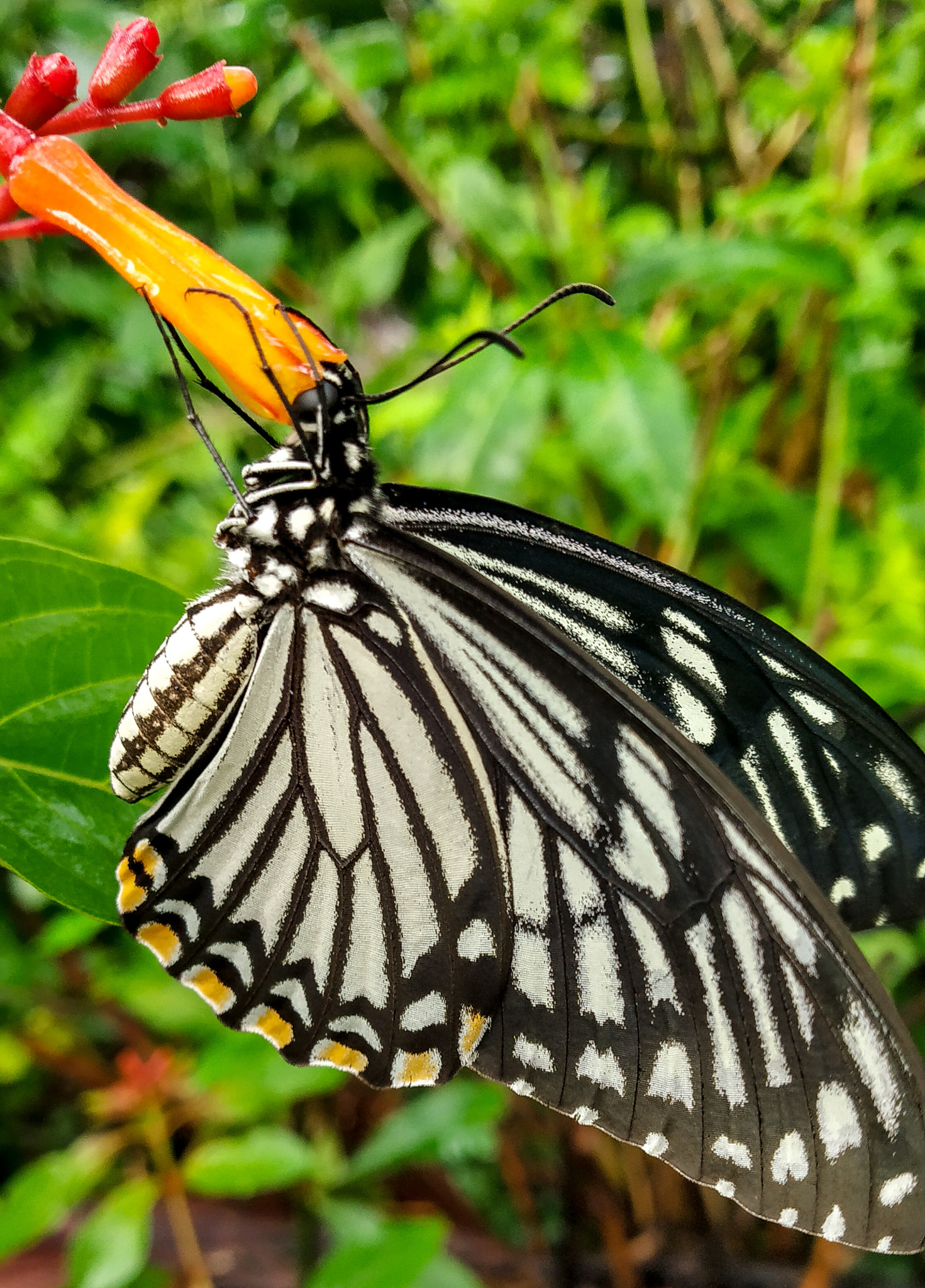 Xiaomi Redmi Note 5 Pro sample photo. Butterfly photography