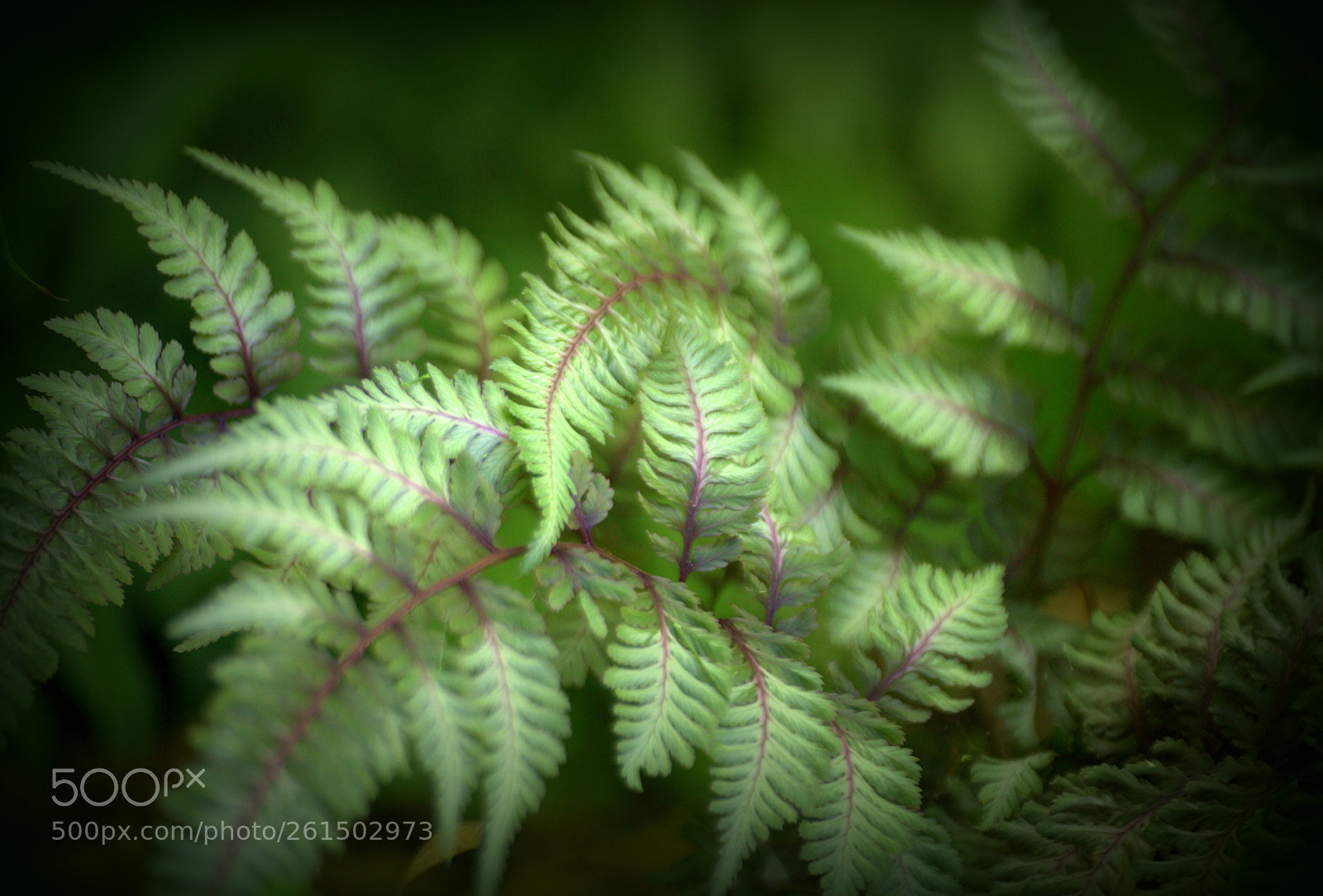 Nikon D3000 sample photo. Japanese painted fern photography