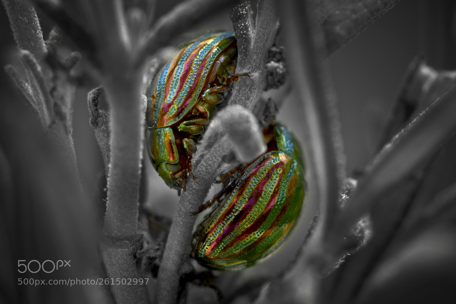 Nikon D7100 sample photo. Chrysolina americana photography