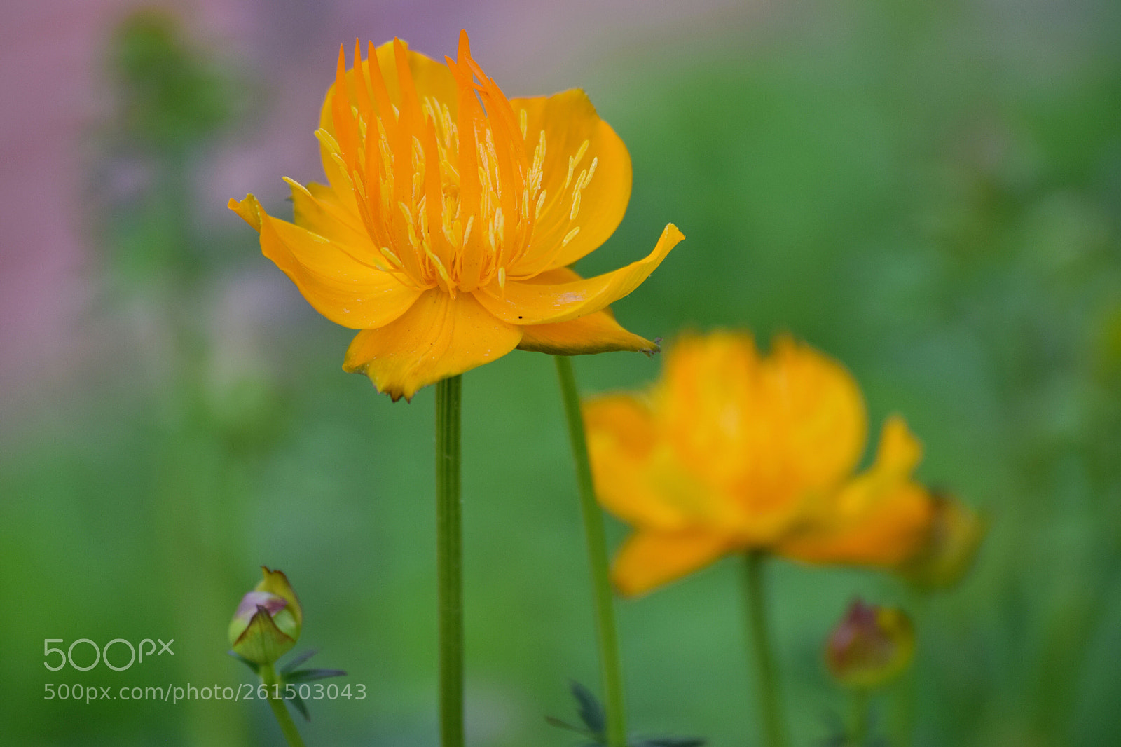 Nikon D3300 sample photo. Flower photography