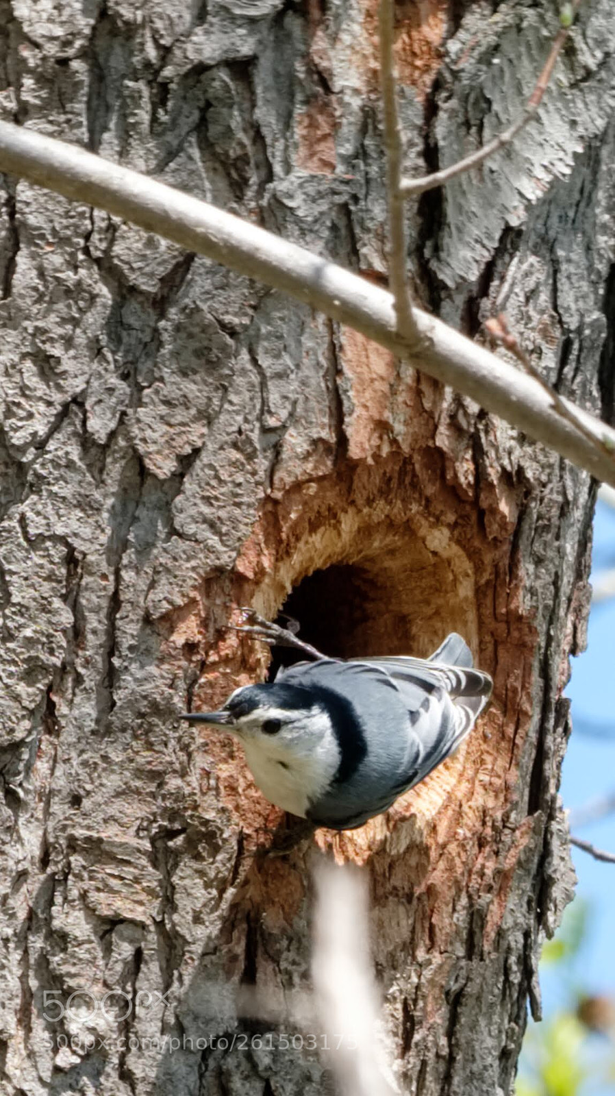 Fujifilm X-T2 sample photo. White breasted nuthatches photography