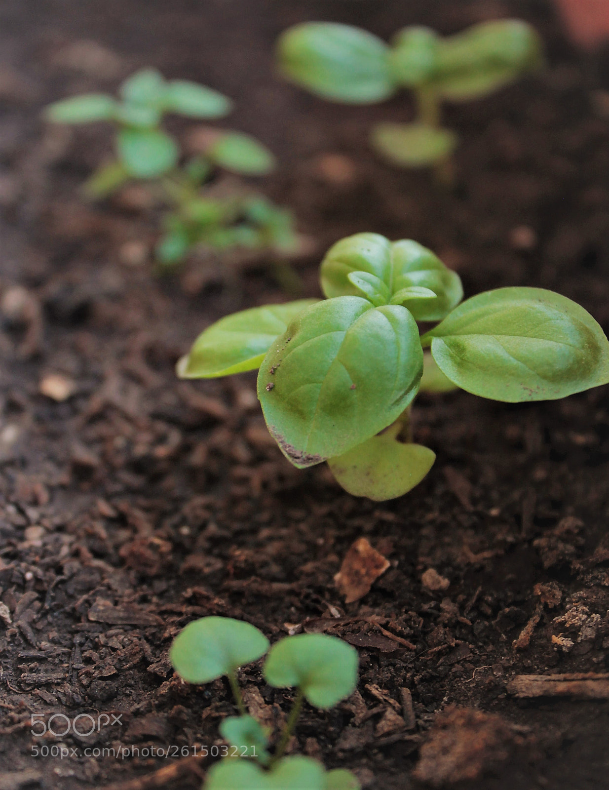 Canon EOS 1100D (EOS Rebel T3 / EOS Kiss X50) sample photo. Baby basil. photography