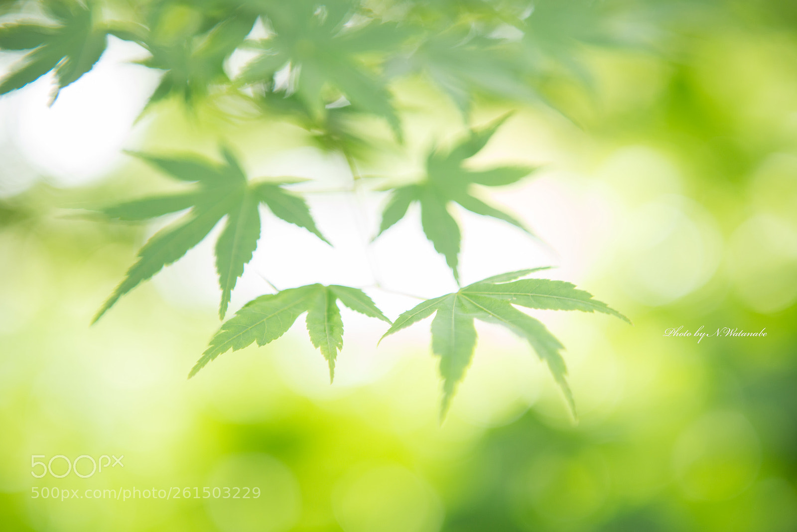 Nikon D800 sample photo. Momiji photography