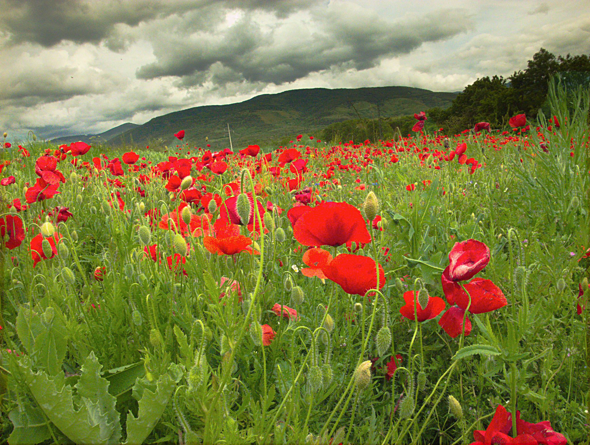 Fujifilm FinePix HS50 EXR sample photo. Fields of poppies photography