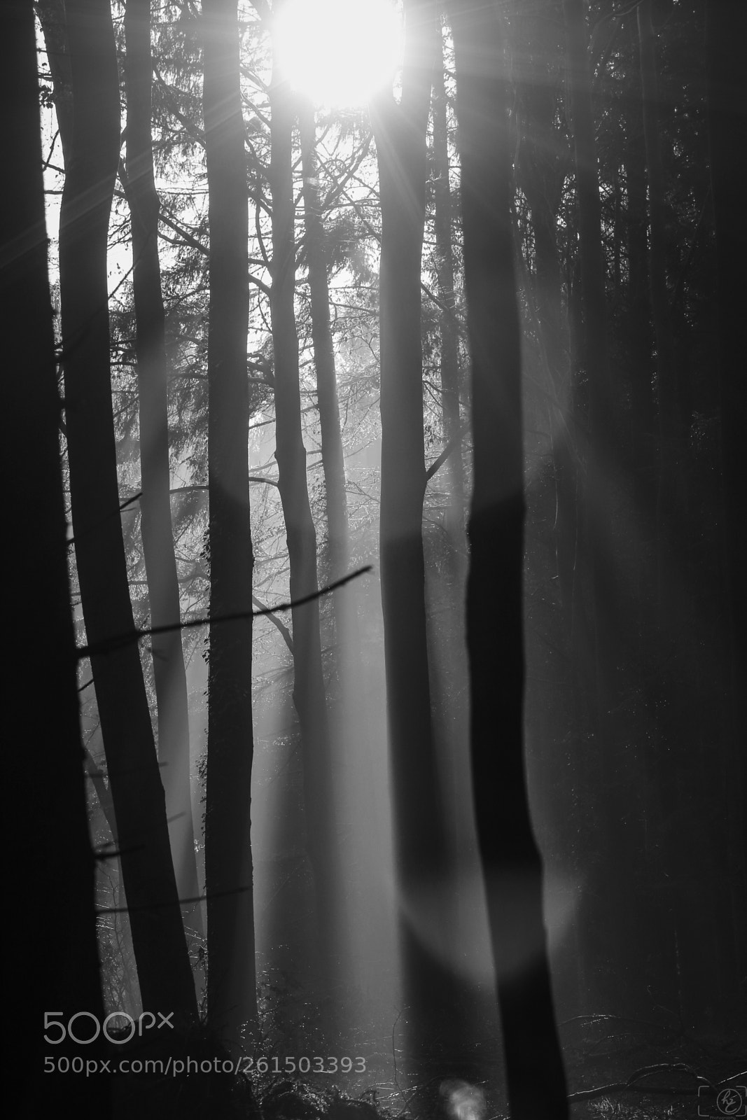 Canon EOS 70D sample photo. The light (bw) photography