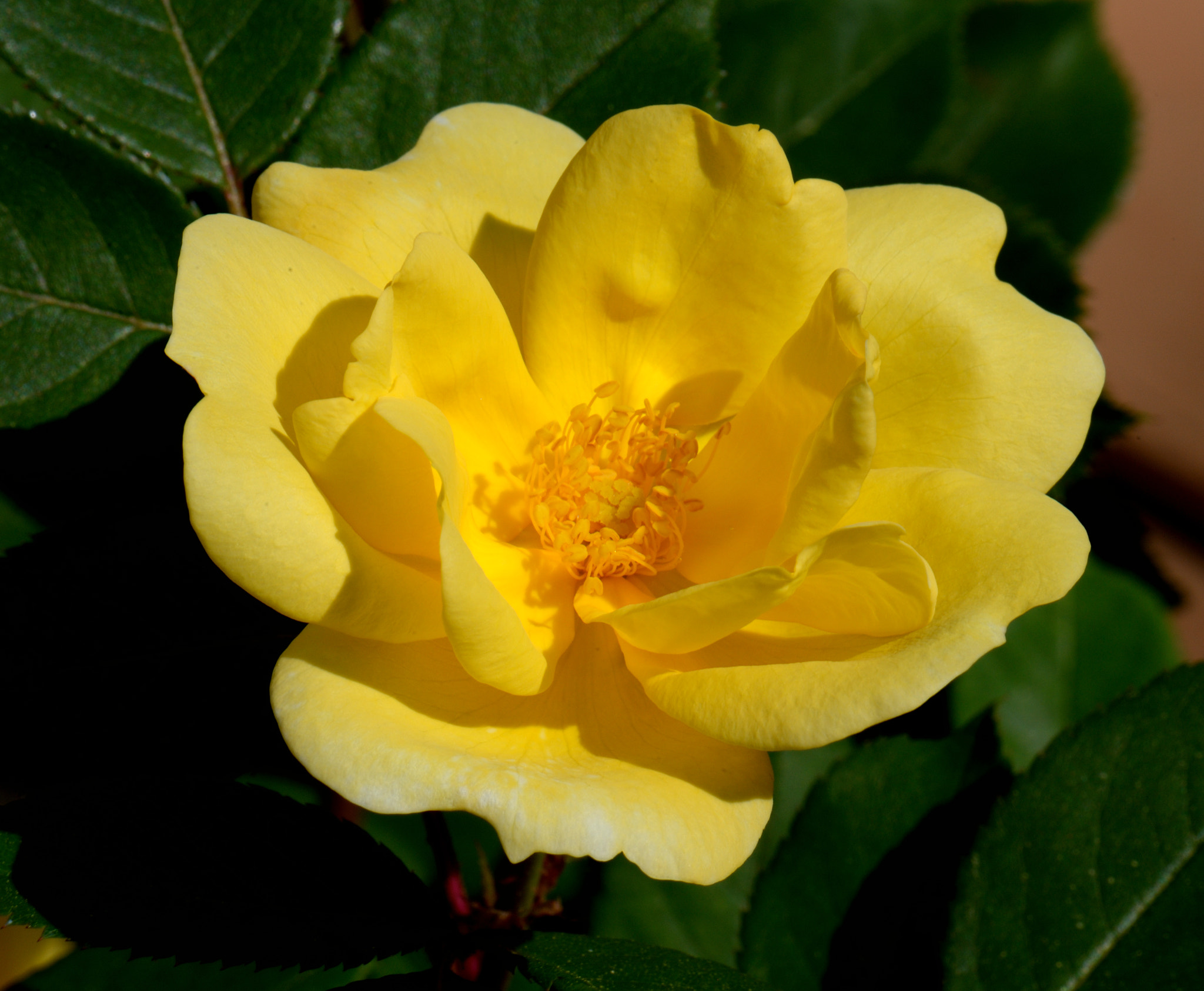 Nikon AF-S Micro-Nikkor 105mm F2.8G IF-ED VR sample photo. Dsc photography