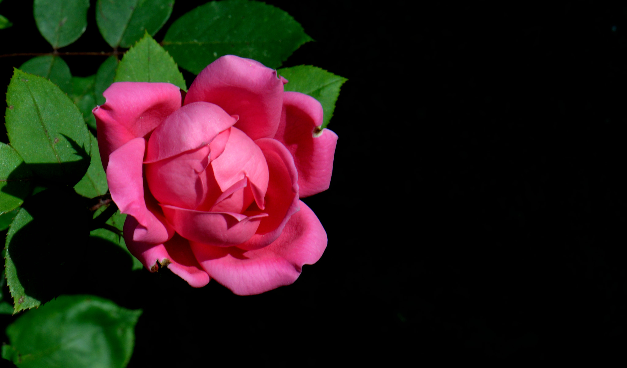 Nikon AF-S Micro-Nikkor 105mm F2.8G IF-ED VR sample photo. Dsc photography